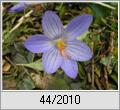 Pracht-Herbst-Krokus (Crocus speciosus)