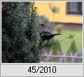 Amsel (Turdus merula) erntet Eibenfrchte (Taxus baccata)
