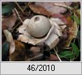 Halskrausen-Erdstern (Geastrum triplex)