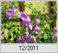 Honigmyrte (Prostanthera rotundifolia)