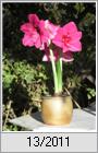 Ritterstern (Hippeastrum hortorum)