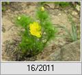 Adonisrschen (Adonis vernalis)