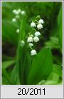 Maiglckchen (Convallaria majalis)