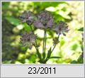 Groe Sterndolde (Astrantia major)