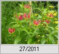 Ruhmeskrone (Gloriosa superba)