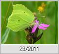 Zitronenfalter (Gonepteryx rhamni)