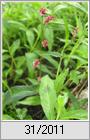 Wasser-Knterich (Persicaria amphibia), die Landform