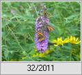 Schmetterlingsflieder (Buddleja davidii)