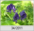 Blauer Eisenhut (Aconitum napellus)