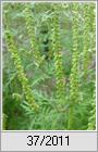 Beifublttriges Traubenkraut (Ambrosia artemisiifolia)
