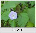 Giftbeere, Blaue Lampionblume (Nicandra physaloides)