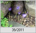 Pracht-Herbst-Krokus (Crocus speciosus)