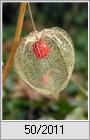 Lampionblume (Physalis alkekengi)