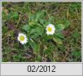 Gnseblmchen (Bellis perennis)