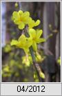 Chinesischer Winterjasmin (Jasminum nudiflorum)