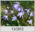 Gewhnliche Sternhyazinthe (Chionodoxa luciliae)