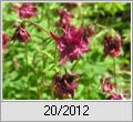 Akelei (Aquilegia)