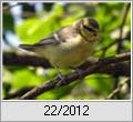 Junge Blaumeise (Parus caeruleus)