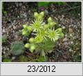 Hauswurz (Sempervivum) in Gelb