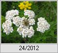 Pinselkfer (Trichius fasciatus) auf Wiesenschafgarbe (Achillea millefolium)