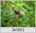 Groe Sterndolde (Astrantia major)