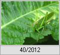 Groes Heupferd (Tettigonia viridissima)