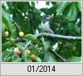 Junge Rauchschwalbe (Hirundo rustica) am Start