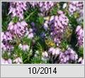 Bienen an der Schneeheide (Erica carnea)