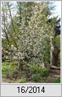 Kupferfelsenbirne (Amelanchier lamarckii) in Blte