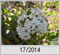 Osterschneeball (Viburnum burkwoodii)