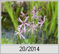 Kuckucks-Lichtnelke (Lychnis flos-cuculi) in Blte