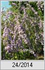 Wechselblttriger Sommerflieder (Buddleja alternifolia)