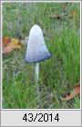 Schopftintling (Coprinus comatus),