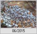 Kletterhortensie (Hydrangea petiolaris) und tauender Schnee