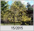 Forsythia zu Ostern