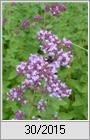 Hummel auf Oregano (Origanum vulgare)