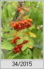 Die Vogelbeere (Sorbus aucuparia)  kndigt den Sptsommer an