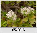 Dickblatt (Crassula portulacea)