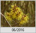 Zaubernuss (Hamamelis)