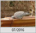 Ringeltaube (Columba palumbus) an der Trnke