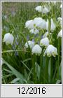 Mrzenbecher (Leucojum vernum)