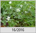 Buschwindrschen (Anemone nemorosa)