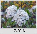 Immergrner Duftschneeball (Viburnum burkwoodii)