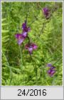 Dachziegel-Siegwurz (Gladiolus imbricatus)