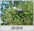 Felsenbirne als Vogelfutter