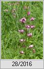 Trkenbundlilie (Lilium martagon)