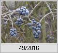 Gemeiner Liguster (Ligustrum vulgare)