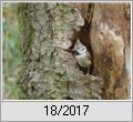 Haubenmeise (Parus cristatus) an der Bruthhle