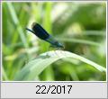 Gebnderte Prachtlibelle (Calopteryx splendens)