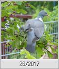 Ringeltaube (Columba palumbus) beim Ernteversuch